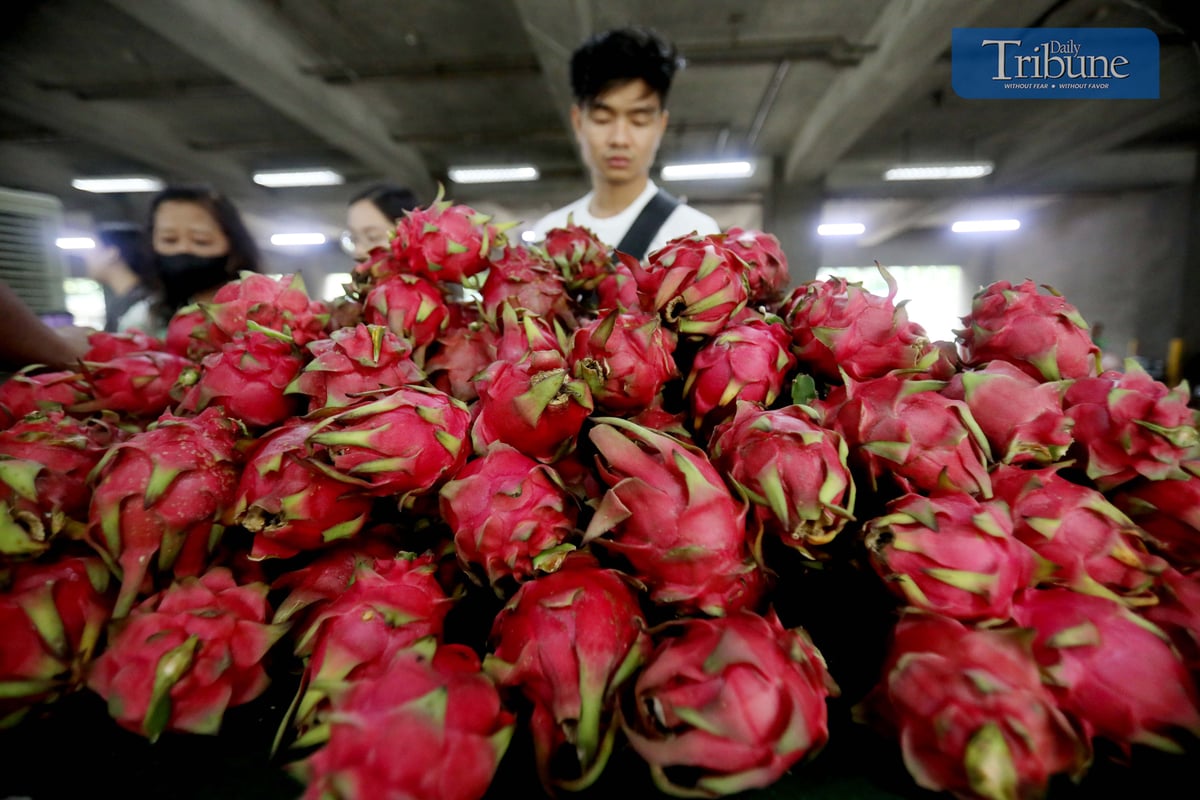TRIBUNE-dragonfruits